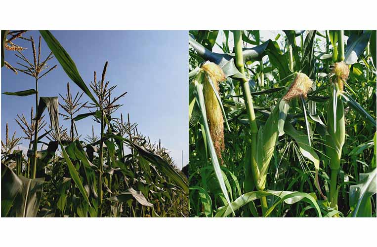 なちゅらる・ふぁーむ・おおつ 3