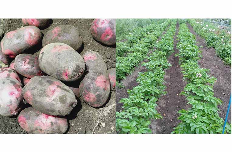 なちゅらる・ふぁーむ・おおつ 4